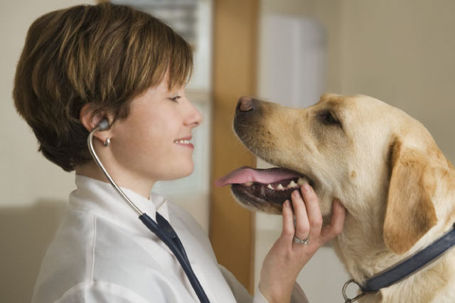 veterinaria cura cane