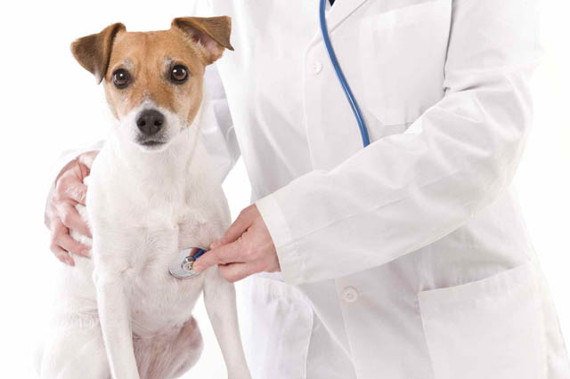 veterinario che visita cane