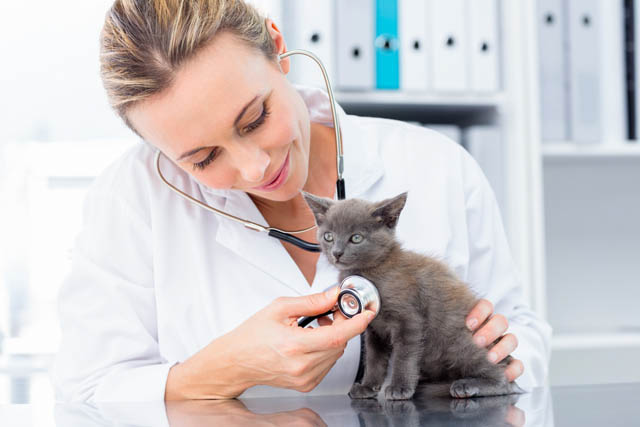 Veterinaria visita gattino