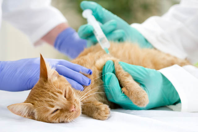 veterinario vaccina gattino
