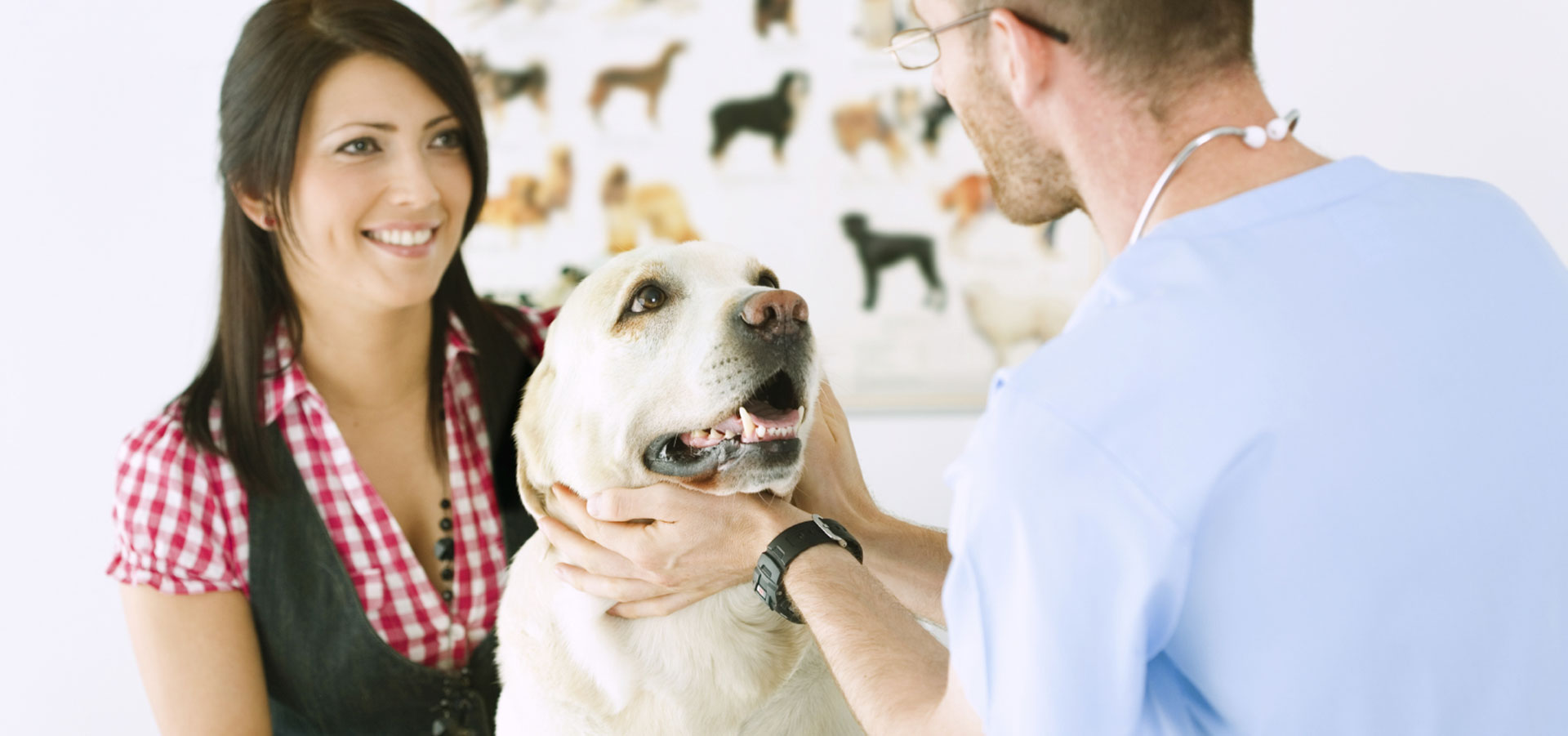 veterinario visita cane