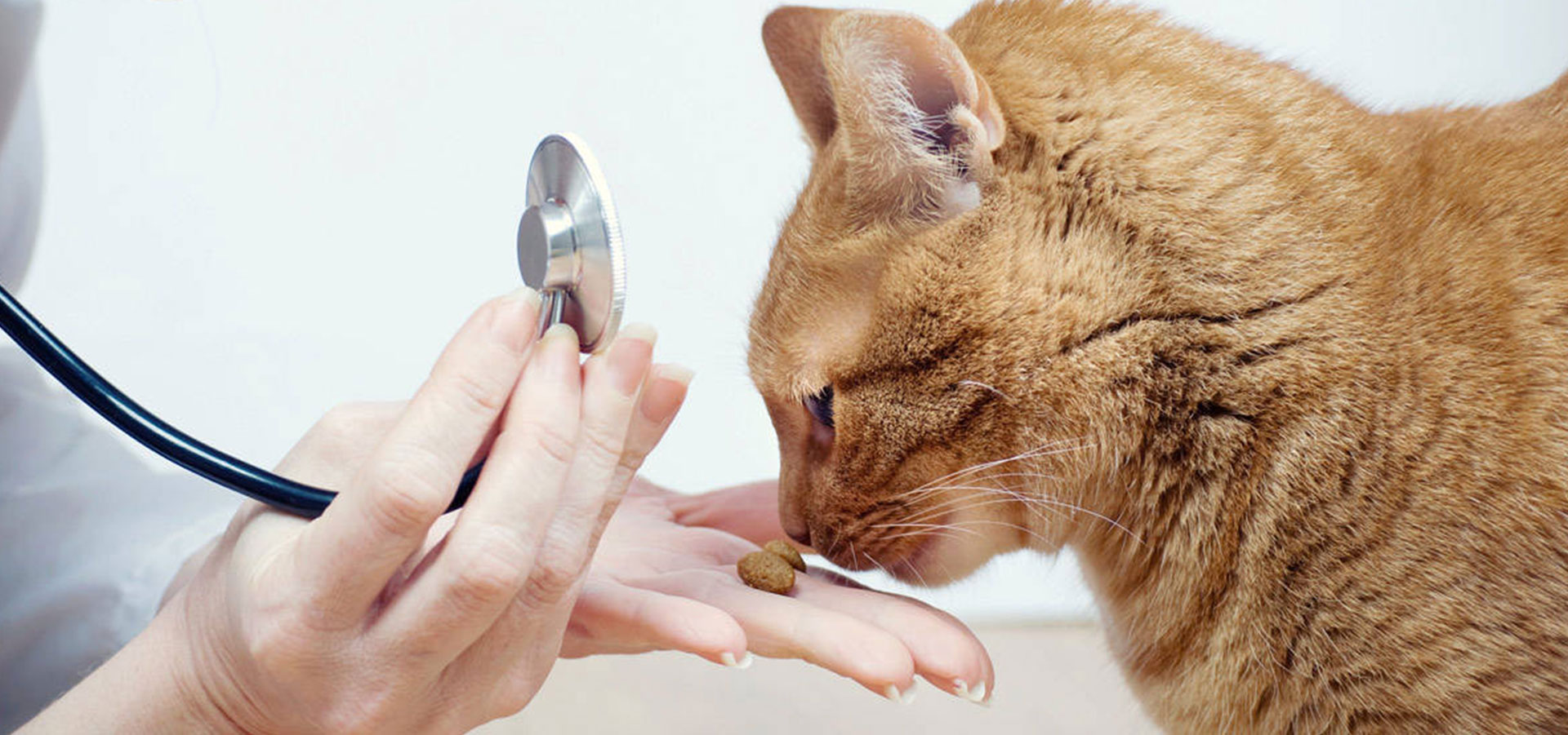 gattino e veterinario
