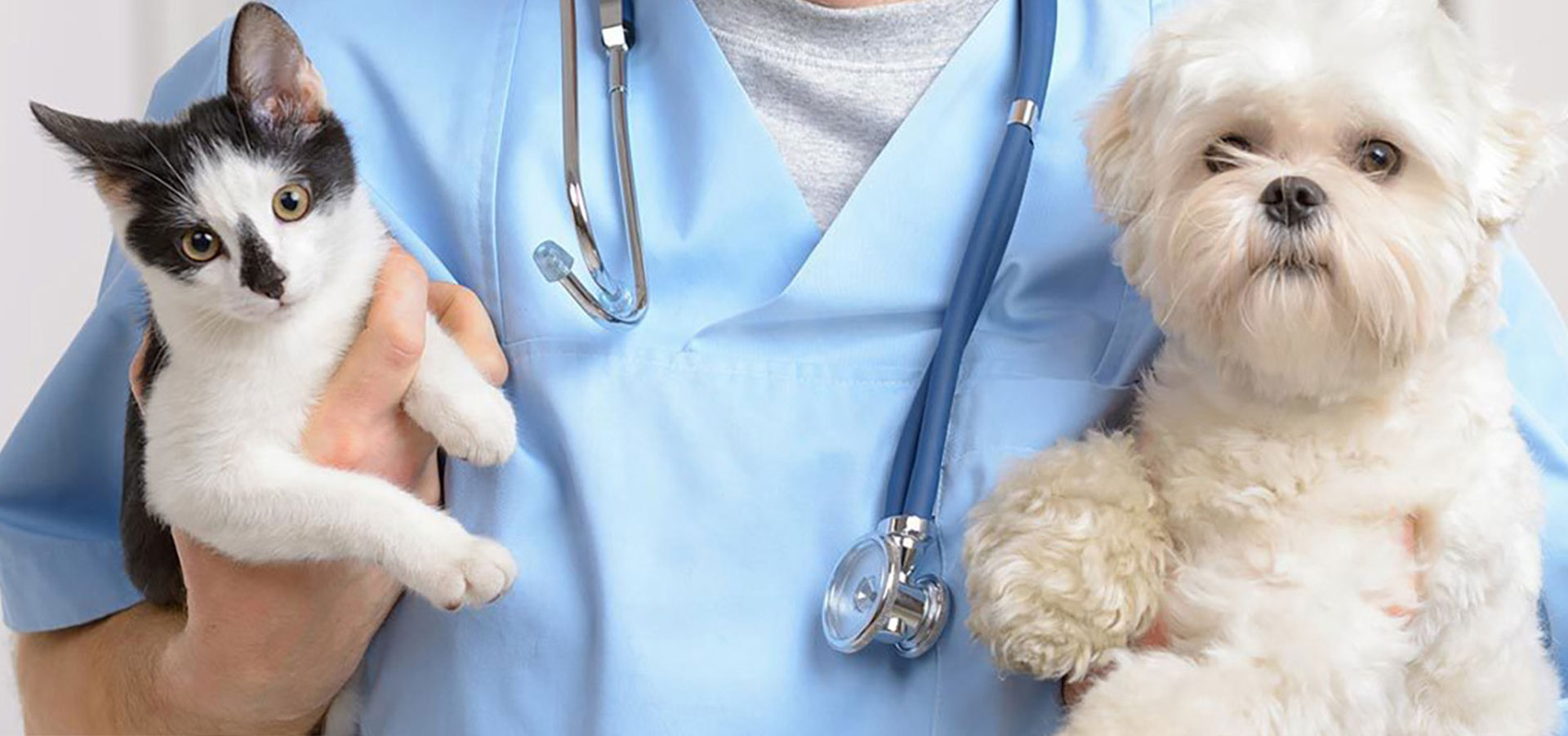 veterinario con cani
