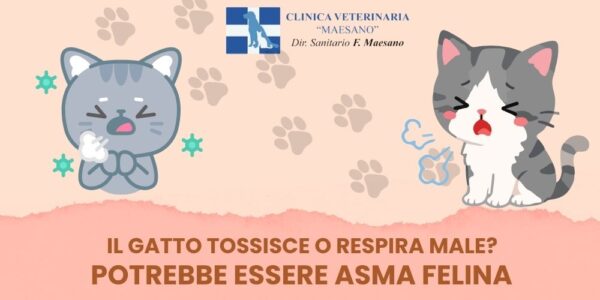 Il gatto tossisce o respira male